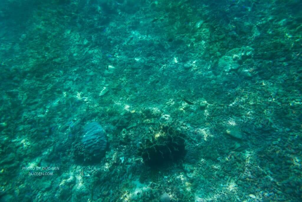 Yên tâm là cứ đi island hopping là sẽ được lặn ở đây, mỗi tội cá hơi bé - Kinh nghiệm du lịch Boracay của Đức Đen
