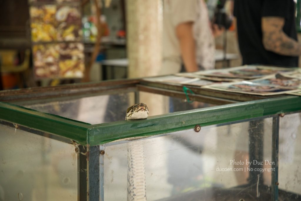 Trăn trong đền rắn Snake Temple | Du lịch Penang