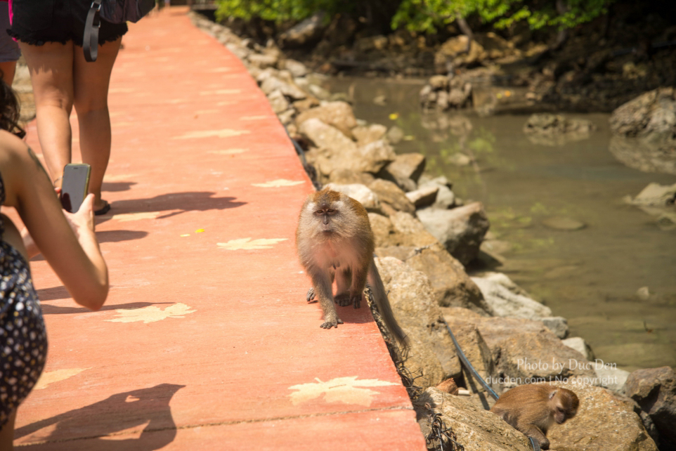 Trên đường đến hồ có rất nhiều khỉ, coi chừng bị nó giựt đồ