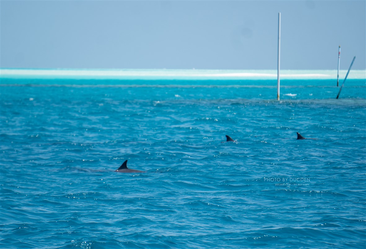 dolphins maldives